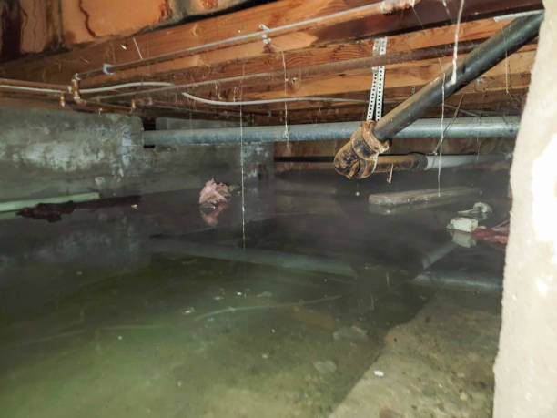 Best Water damage repair service  in Old Brookville, NY